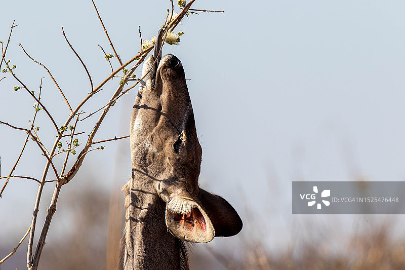 博茨瓦纳卡萨内天空背景下的树上松鼠特写图片素材