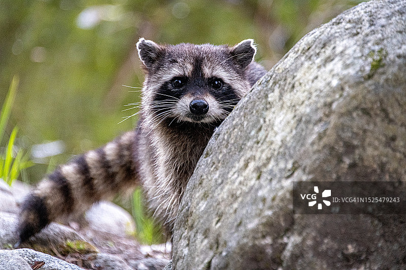 岩石上的猫鼬肖像，迷失的泻湖，加拿大图片素材