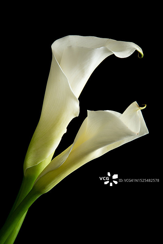 黑色背景下的白色玫瑰特写，美国宾夕法尼亚州多佛图片素材