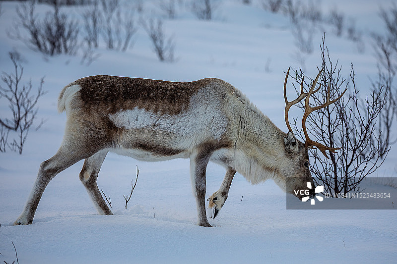 在白雪覆盖的田野上行走的鹿的侧面图，特罗姆斯，挪威图片素材