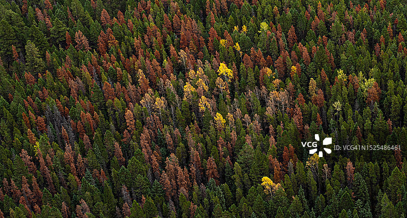 加拿大森林中的松树高角度视图图片素材