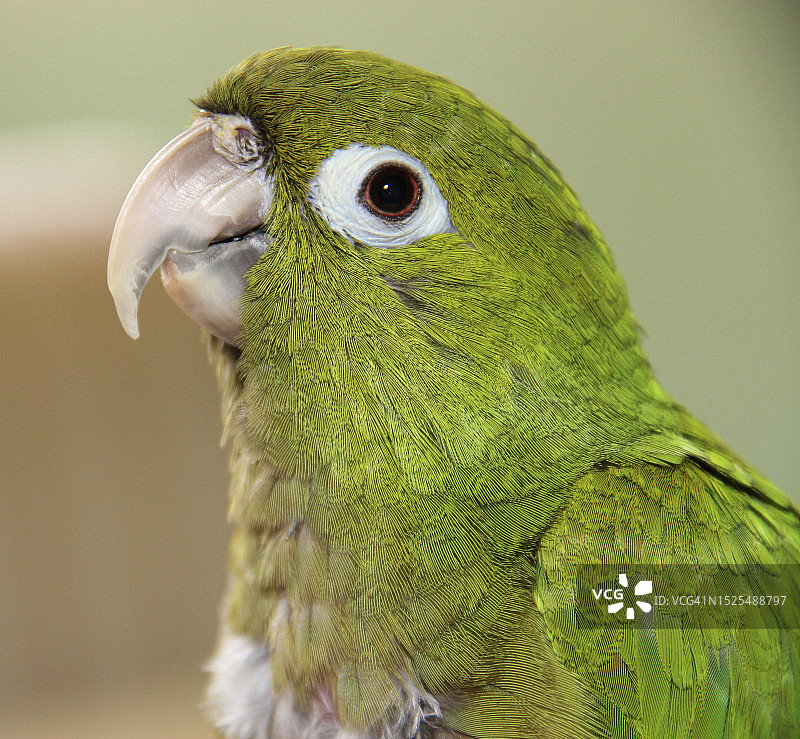 栖息在植物上的鹦鹉特写，墨西哥墨西哥城图片素材