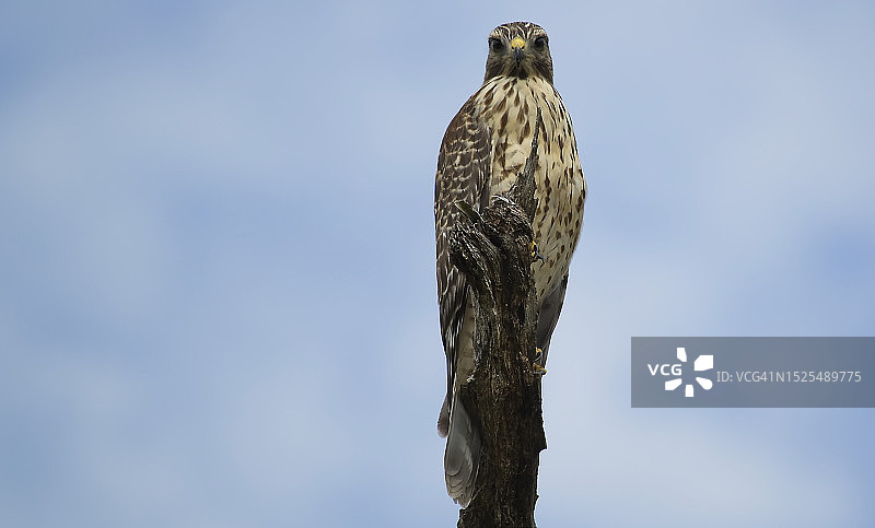 低角度仰视美国佛罗里达州迈卡市天空背景下栖息在树上的鹰图片素材