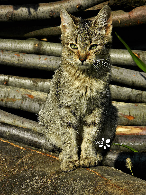 坐在木头上的猫的画像图片素材