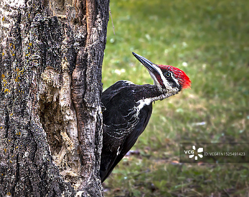 加拿大马尼托巴省栖息在树干上的啄木鸟特写图片素材