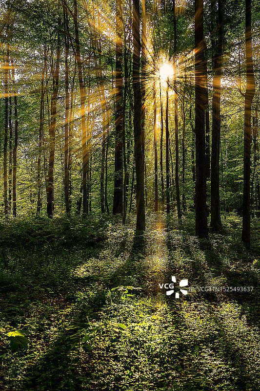 波兰格丁尼亚的森林树木图片素材