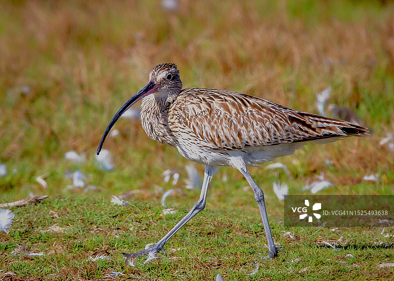 矶鹬栖息在田野上的特写，阿曼塞拉莱图片素材