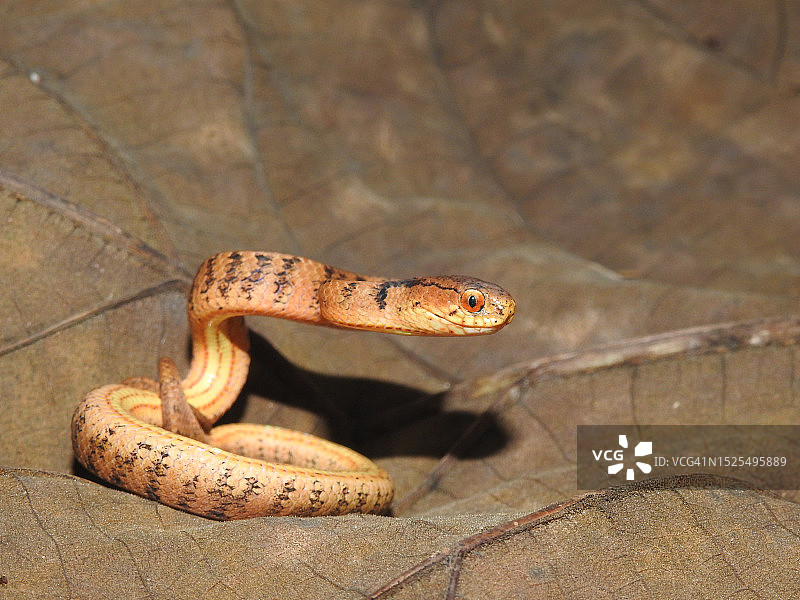 眼镜蛇俯视图图片素材