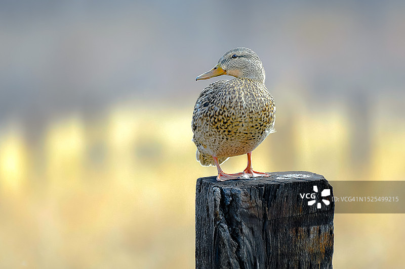 美国蒙大拿州比林斯：栖息在木桩上的鸭子特写图片素材