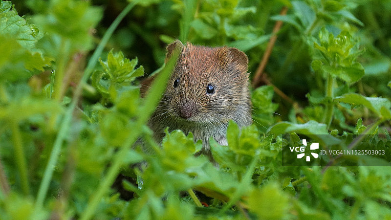 法国草地上田鼠的特写图片素材