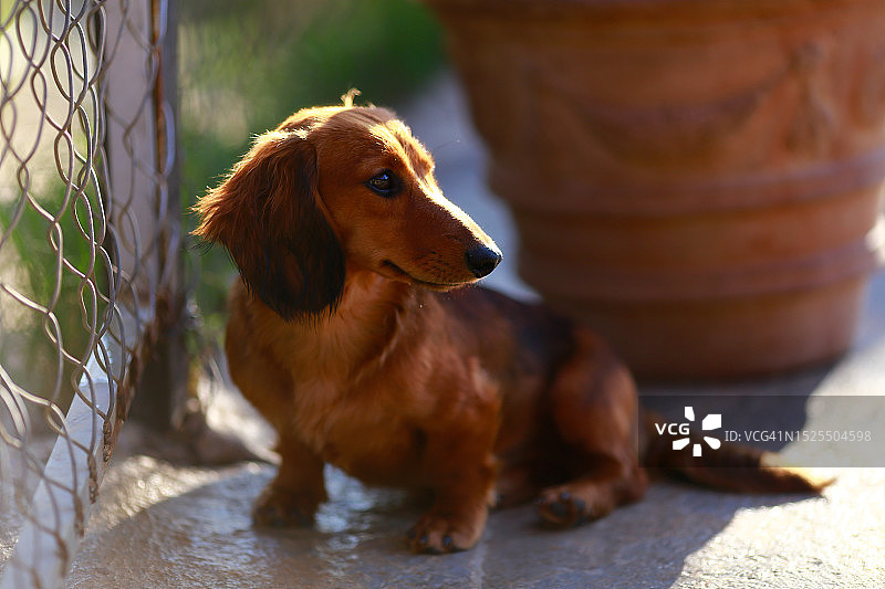 特写：越南大叻的腊肠犬看向远处图片素材