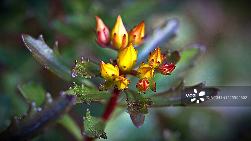 开花植物特写，捷克共和国图片素材