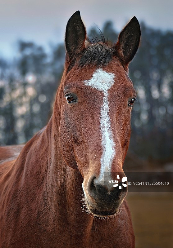 站在树边的雌性小马，捷克共和国图片素材