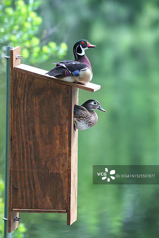 栖息在木头上的鸟类特写，美国佛罗里达州图片素材