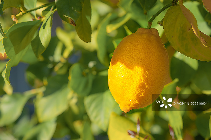 树上生长的柠檬特写，格伦代尔，亚利桑那州，美国图片素材