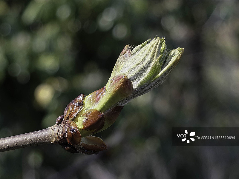 英国东格林斯特德户外生长的植物特写图片素材