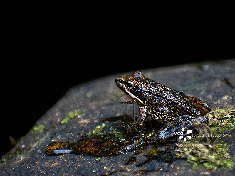 葡萄牙曼霍塞岩石上常见青蛙的特写图片素材
