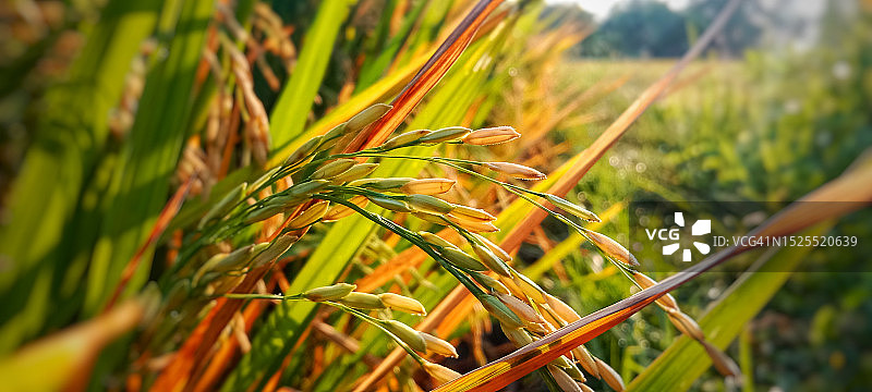小麦在田间生长的特写图片素材