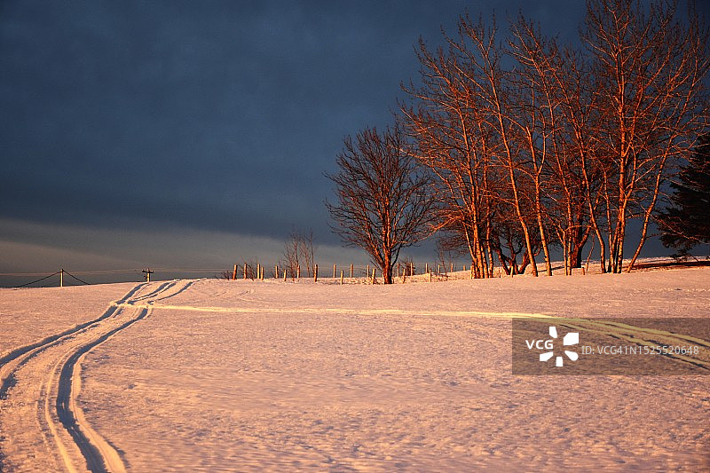 冬季雪原上对着天空的树木图片素材