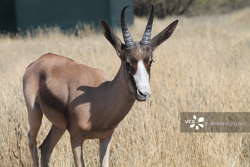 鹿站在田野上的肖像图片素材