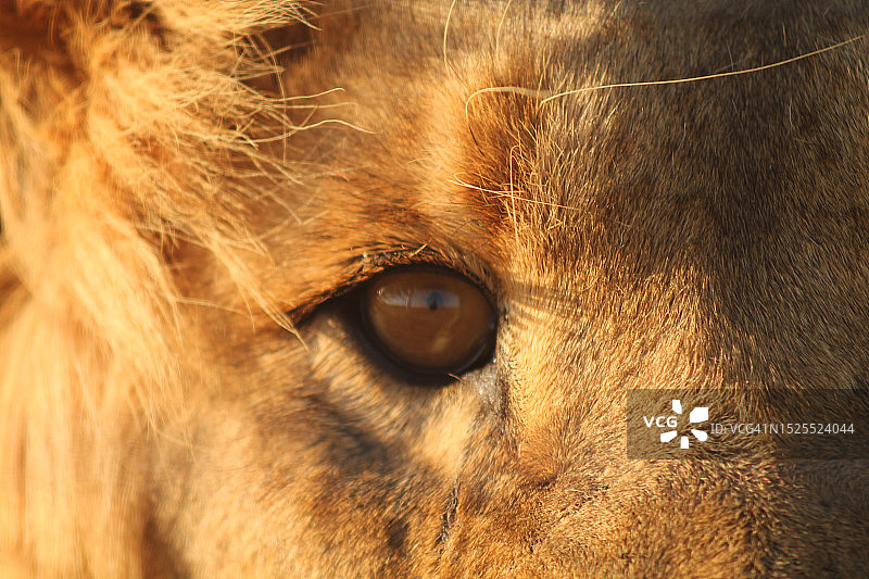 猫的特写肖像图片素材