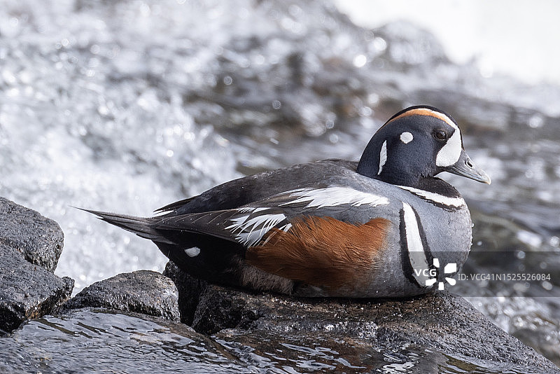 岩石上的企鹅特写，美国怀俄明州图片素材
