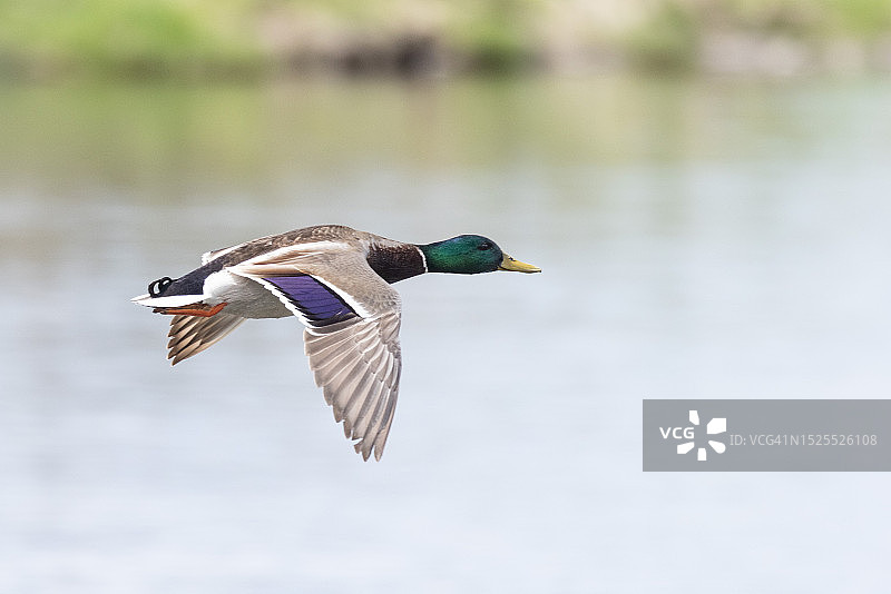 美国怀俄明州的雌性绿头鸭图片素材