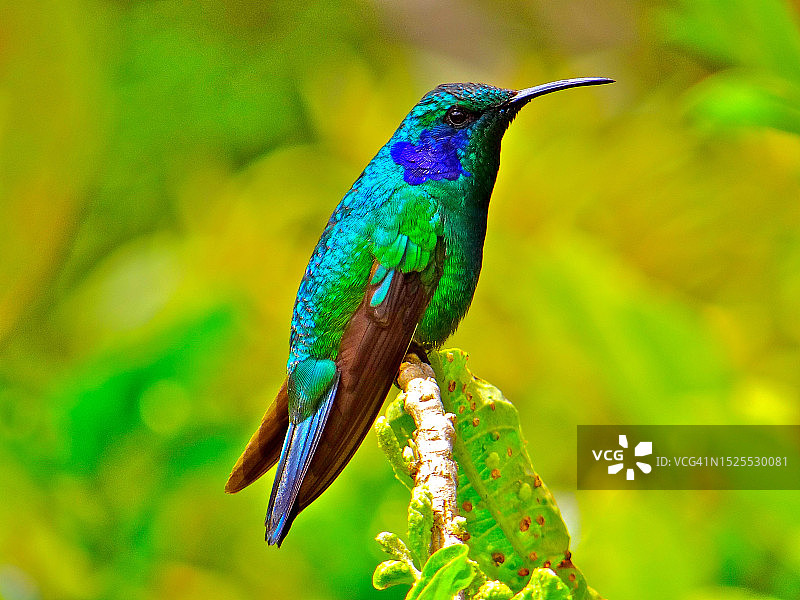 蜂鸟栖息在树枝上的特写镜头，哥斯达黎加图片素材