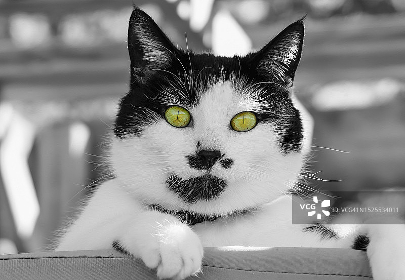 猫坐在户外的特写肖像图片素材