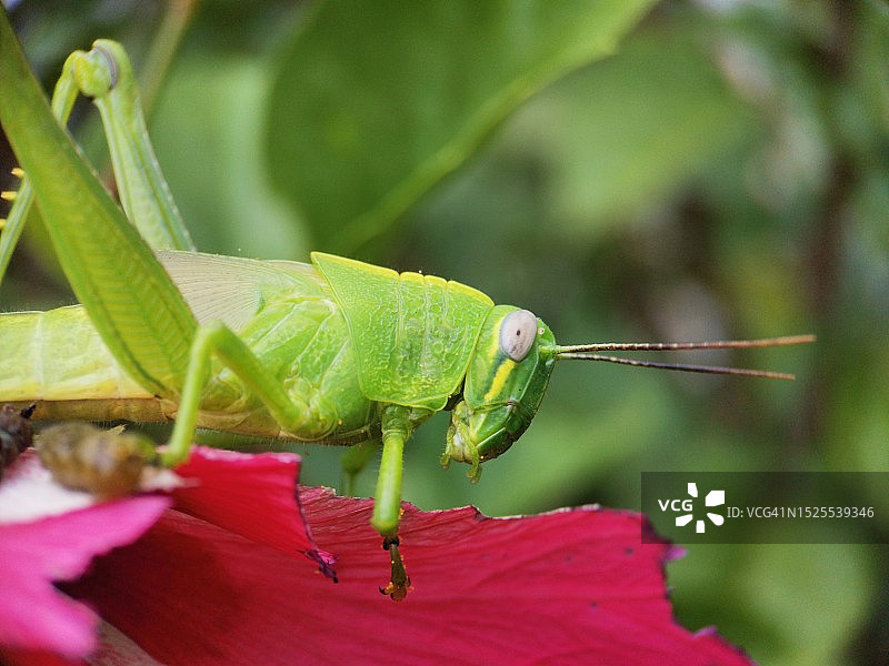 昆虫在花上的特写图片素材