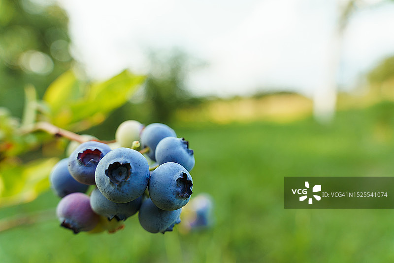 田野中生长的蓝莓特写图片素材