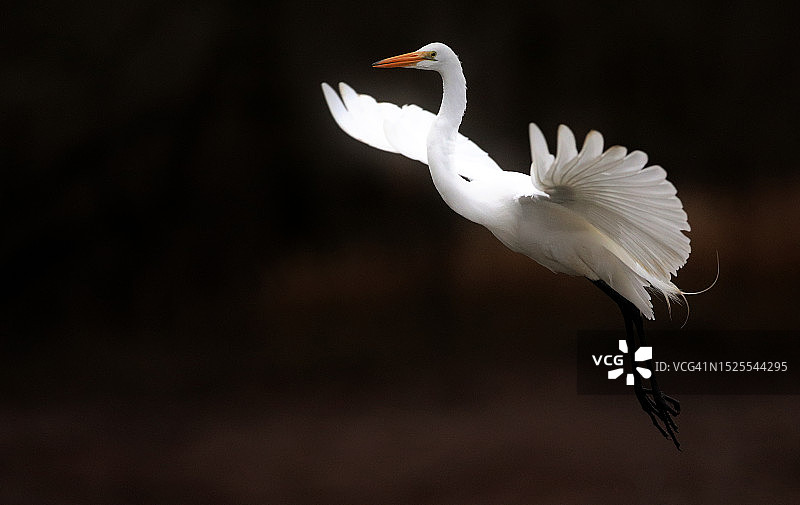 白色大白鹭栖息在户外特写，美国阿肯色州康威图片素材