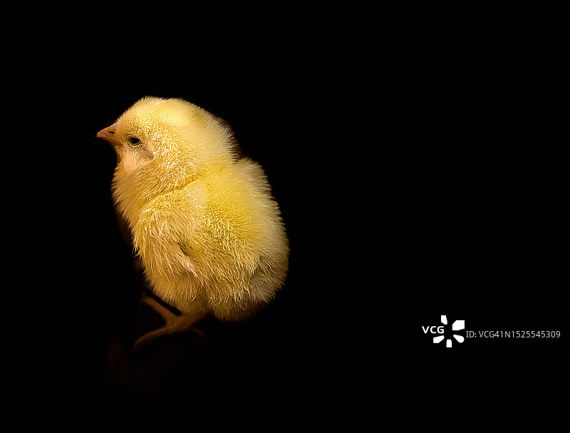 黑色背景下树枝上的毛毛虫特写图片素材