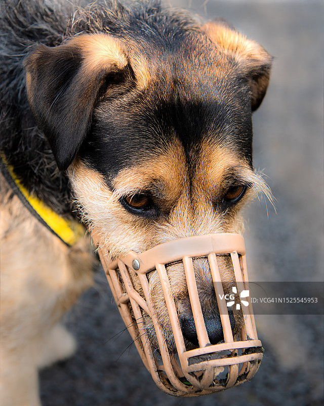 纯种比特犬特写，爱尔兰都柏林图片素材