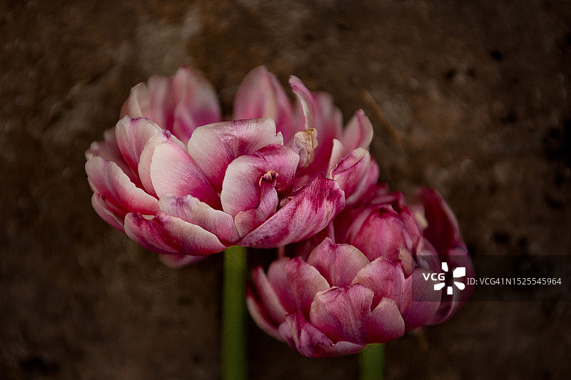 英国默西赛德郡的粉色玫瑰花特写图片素材