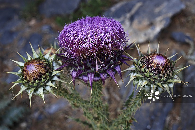 田野蓟花特写图片素材
