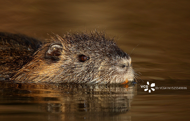 湖中游泳的老鼠特写，美国阿肯色州梅 flower图片素材