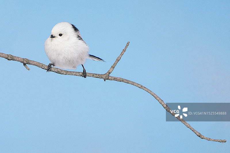 日本北海道：晴空下栖息在树枝上的山雀仰视图片素材