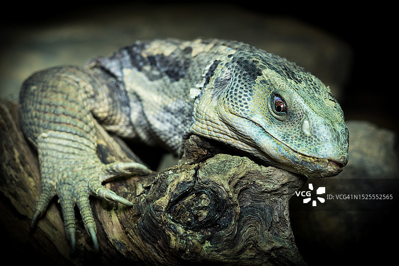 德国黑森州赫尔博恩的鬣蜥特写图片素材