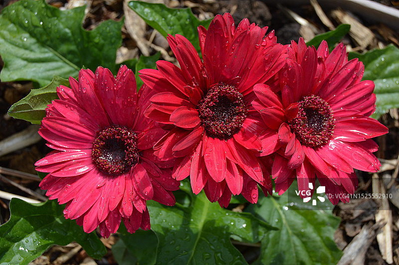 红色开花植物特写图片素材