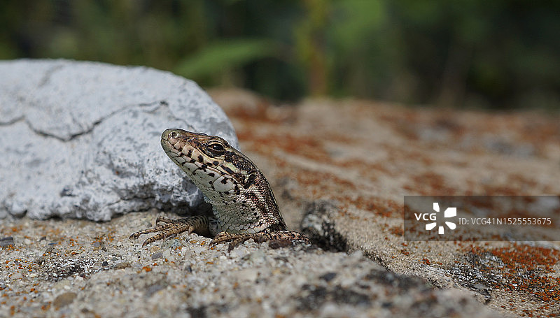 瑞士沃韦岩石上普通壁蜥特写图片素材
