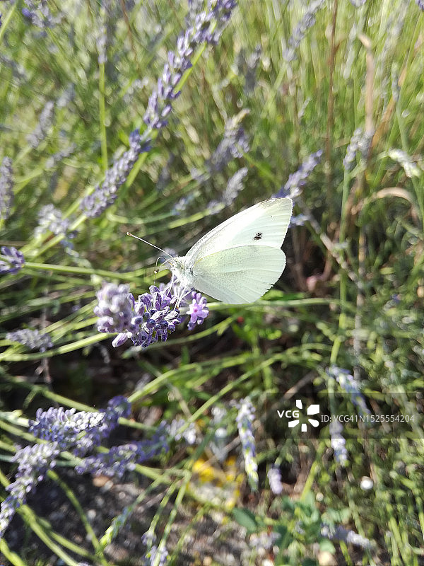 花朵上的蝴蝶特写，法国比加诺斯图片素材