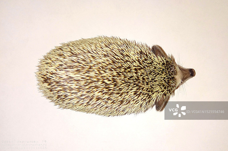 白色背景下的刺猬特写，俄罗斯圣彼得堡图片素材