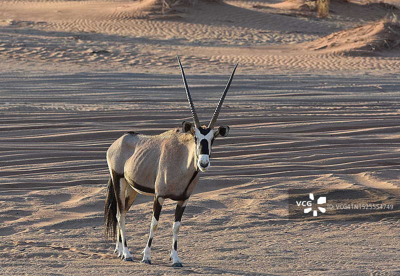 纳米比亚死亡谷海滩上骆驼行走的俯视图图片素材