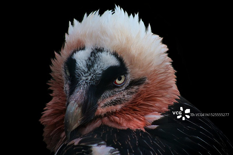 布拉格捷克共和国黑色背景下的秃鹫特写图片素材