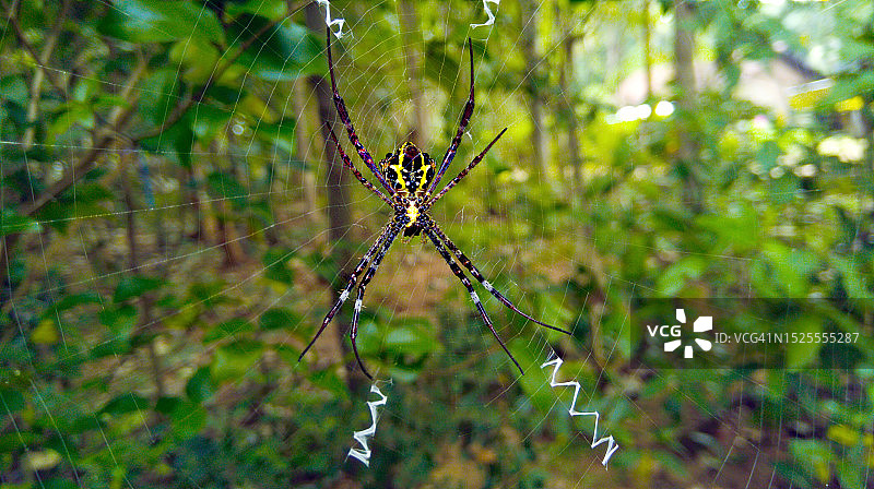 斯里兰卡北中部省波隆纳鲁瓦网上蜘蛛的特写图片素材