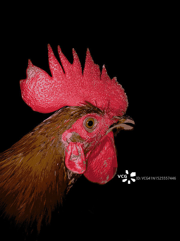 黑色背景下的雄鸡特写图片素材
