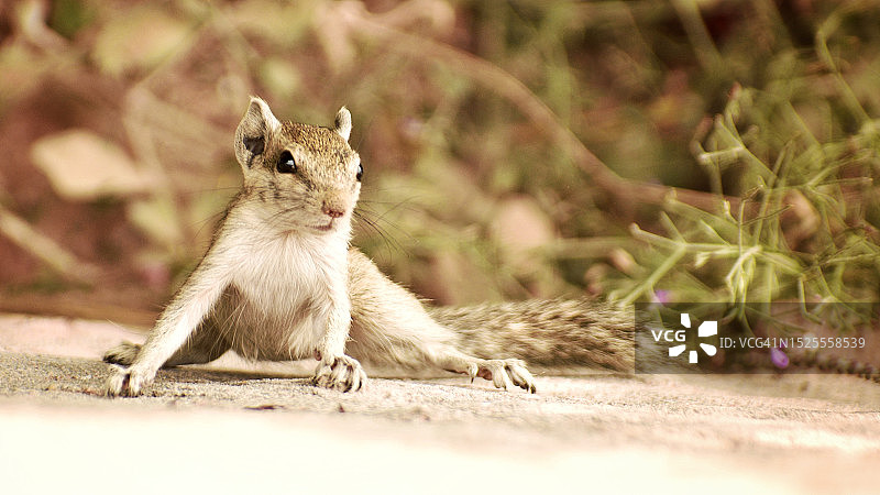 印度北方邦阿拉哈巴德人行道上的松鼠特写图片素材