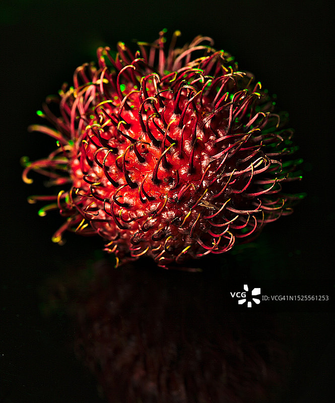 美国德克萨斯州阿灵顿黑色背景下的花朵特写图片素材