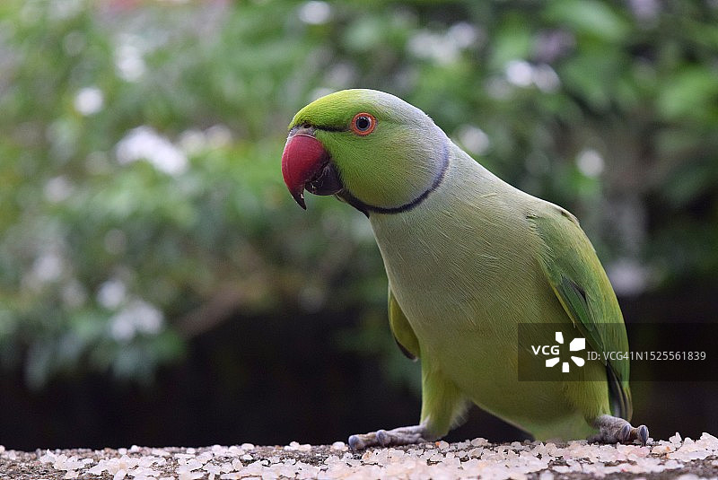 栖息在树上的鹦鹉特写，斯里兰卡西部省图片素材